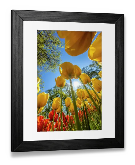 Framed Print : Netherlands, Lisse. Tulips in Keukenhof Gardens Framed Print : Netherlands, Lisse. Tulips in Keukenhof Gardens