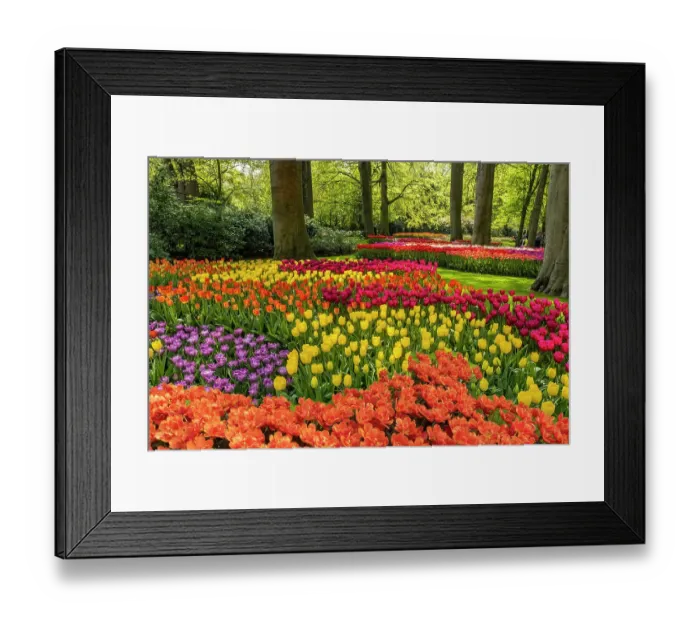 Framed Print : Netherlands, Lisse. Tulips in Keukenhof Gardens