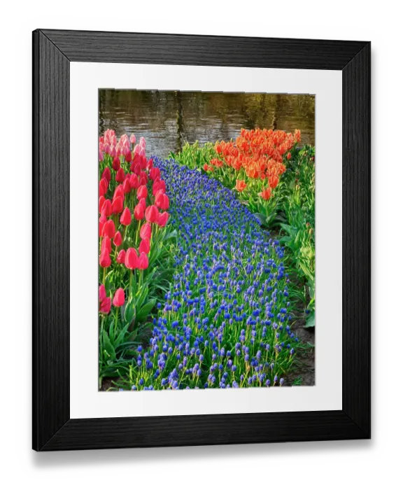 Framed Print : Netherlands, Lisse. Flower displays at Keukenhof Gardens