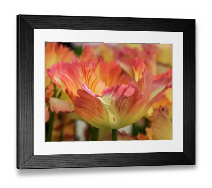 Framed Print : Netherlands, Lisse. Closeup of orange variegated tulip flower