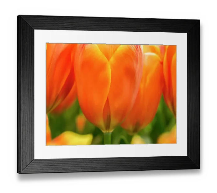 Framed Print : Netherlands, Lisse. Closeup of bright orange tulip flower Framed Print : Netherlands, Lisse. Closeup of bright orange tulip flower