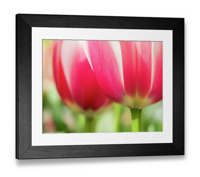 Framed Print : Netherlands, Lisse. Closeup of pink and white tulip flower