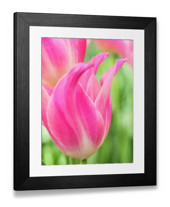 Framed Print : Netherlands, Lisse. Closeup of pink tulip flower