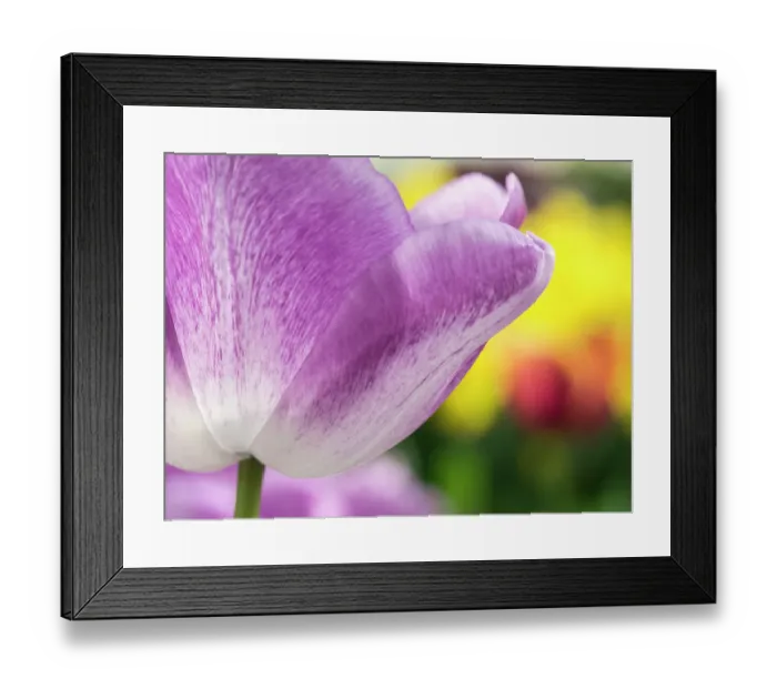 Framed Print : Netherlands, Lisse. Closeup of purple tulip flower Framed Print : Netherlands, Lisse. Closeup of purple tulip flower