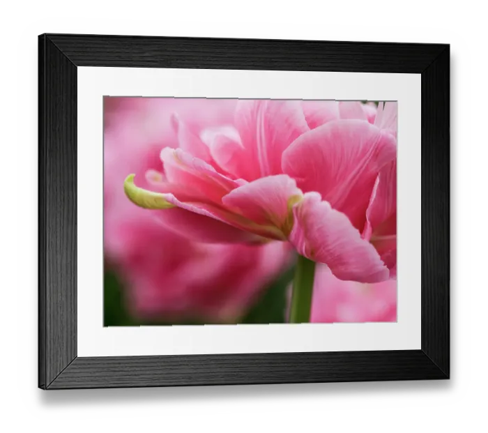 Framed Print : Netherlands, Lisse. Closeup of the underside of soft pink tulip flower