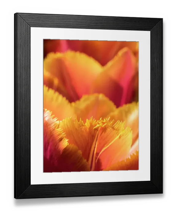 Framed Print : Netherlands, Lisse. Closeup of an orange tulip flower Framed Print : Netherlands, Lisse. Closeup of an orange tulip flower