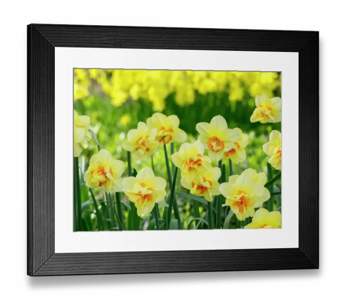 Framed Print : Netherlands, Lisse. A variety of yellow and orange double daffodils (Narcissus hybrids) Framed Print : Netherlands, Lisse. A variety of yellow and orange double daffodils (Narcissus hybrids)