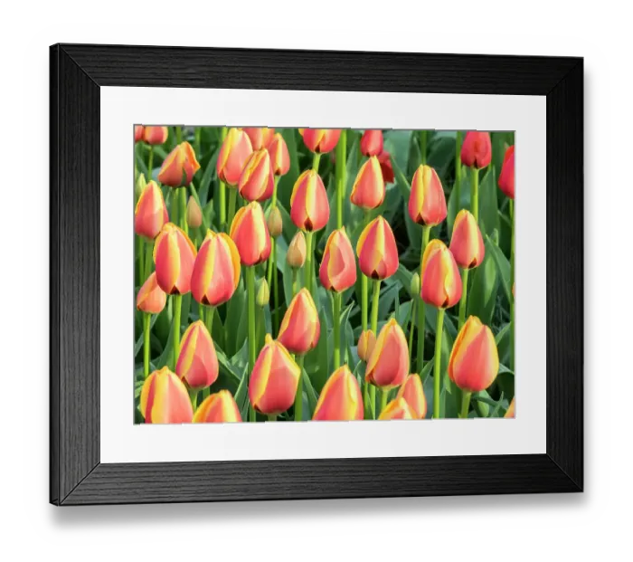Framed Print : Netherlands, Lisse. Closeup of a group of yellow and orange colored tulips Framed Print : Netherlands, Lisse. Closeup of a group of yellow and orange colored tulips