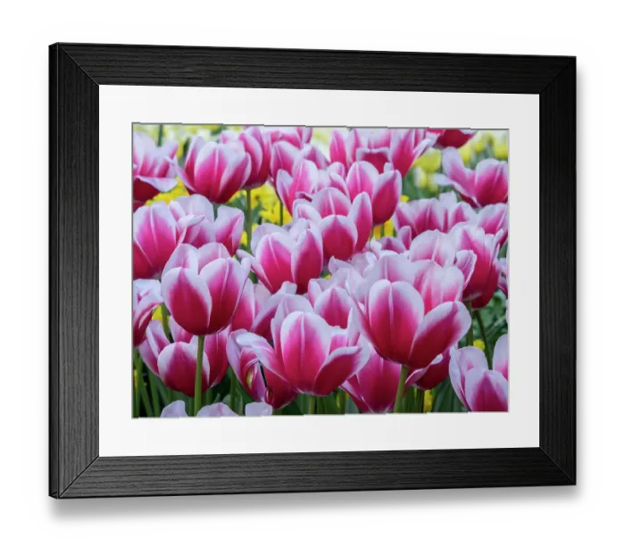 Framed Print : Netherlands, Lisse. Closeup of a group of pink and white colored tulips Framed Print : Netherlands, Lisse. Closeup of a group of pink and white colored tulips