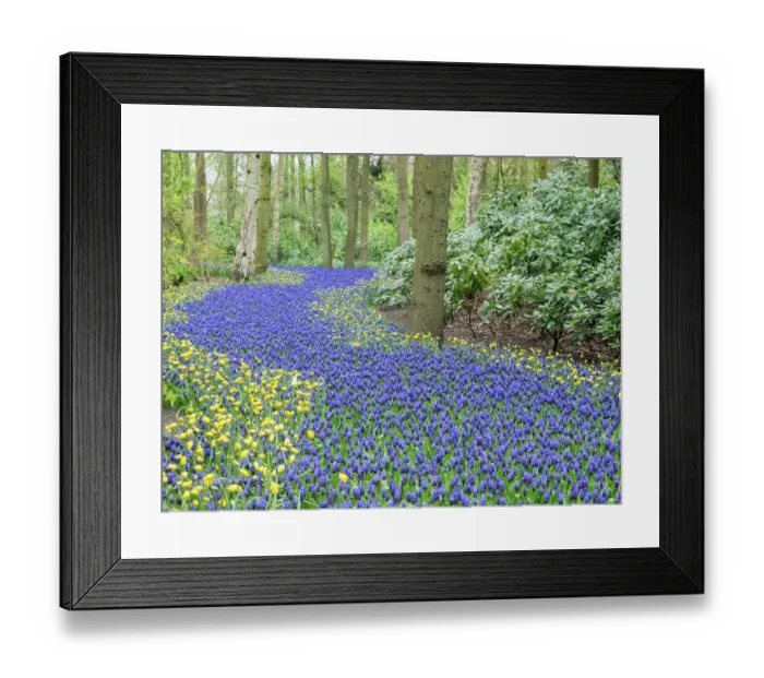 Framed Print : Netherlands, Lisse. Flower displays at Keukenhof Gardens Framed Print : Netherlands, Lisse. Flower displays at Keukenhof Gardens
