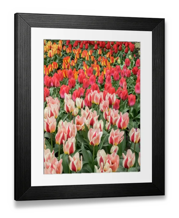 Framed Print : Netherlands, Lisse. Closeup of flower displays at Keukenhof Gardens Framed Print : Netherlands, Lisse. Closeup of flower displays at Keukenhof Gardens