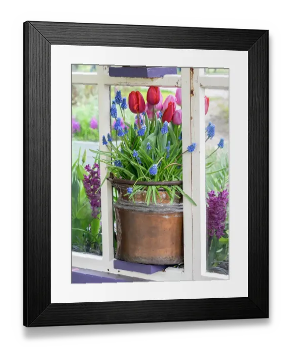 Framed Print : Netherlands, Lisse. Flower display of tulips and grape hyacinths in a pot Framed Print : Netherlands, Lisse. Flower display of tulips and grape hyacinths in a pot