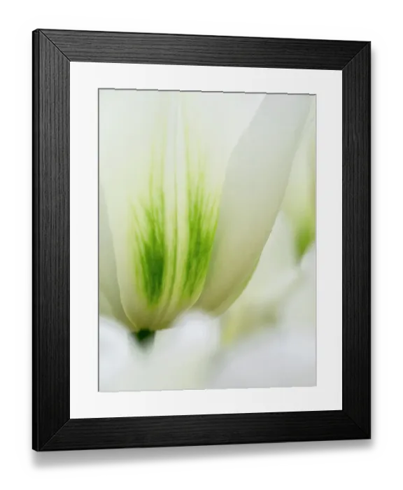 Framed Print : Netherlands, Lisse. Closeup of a white and green tulip Framed Print : Netherlands, Lisse. Closeup of a white and green tulip