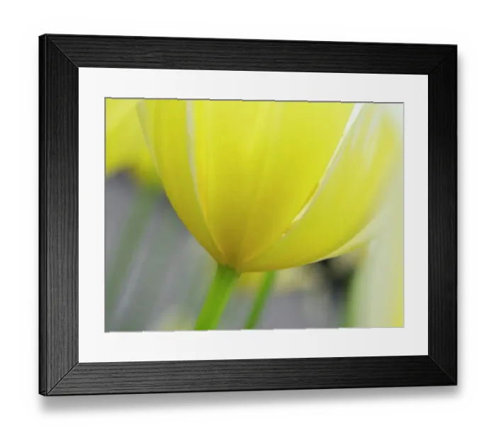 Framed Print : Netherlands, Lisse. Closeup of the underside of a yellow tulip Framed Print : Netherlands, Lisse. Closeup of the underside of a yellow tulip