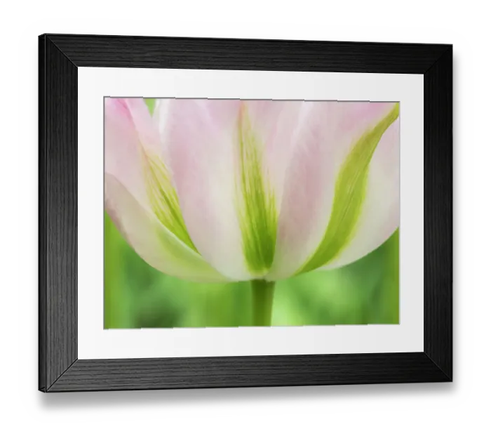 Framed Print : Netherlands, Lisse. Closeup of a soft pink tulip with green streaks Framed Print : Netherlands, Lisse. Closeup of a soft pink tulip with green streaks