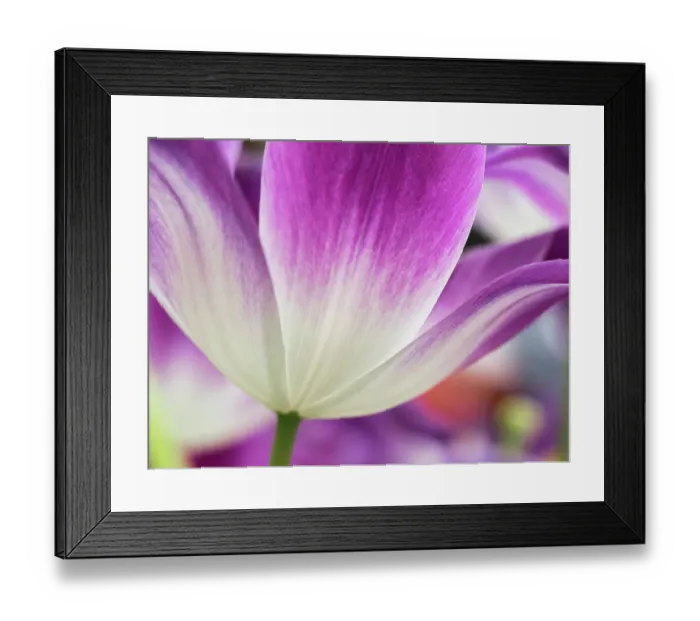 Framed Print : Netherlands, Lisse. Closeup of a purple and white tulip Framed Print : Netherlands, Lisse. Closeup of a purple and white tulip