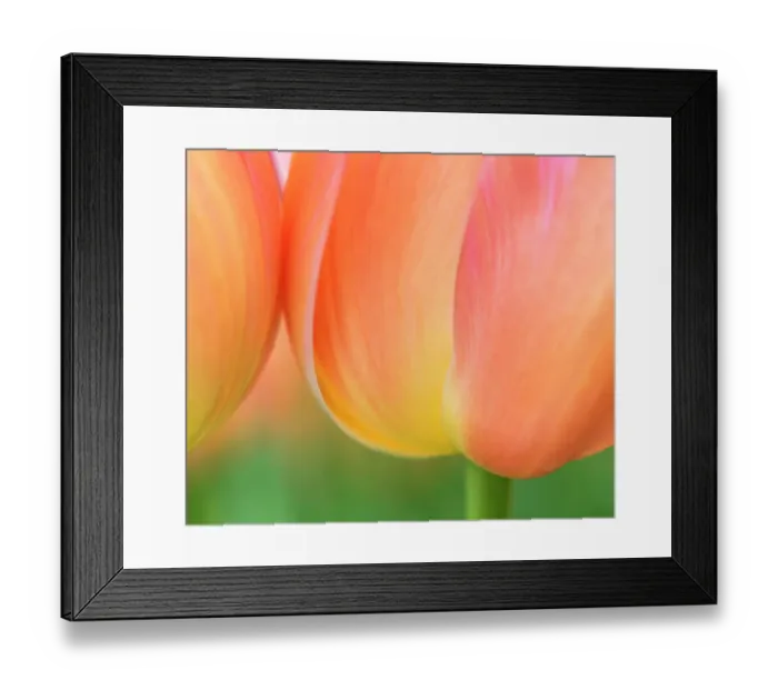 Framed Print : Netherlands, Lisse. Closeup of orange tulips
