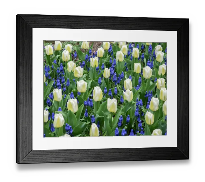 Framed Print : Netherlands, Lisse. White tulips and grape hyacinths in a garden Framed Print : Netherlands, Lisse. White tulips and grape hyacinths in a garden