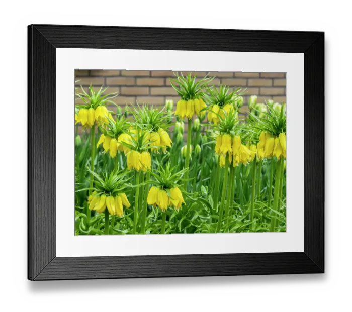 Framed Print : Netherlands, Lisse. Display of yellow Fritillaria Lutea Maxima in a garden Framed Print : Netherlands, Lisse. Display of yellow Fritillaria Lutea Maxima in a garden