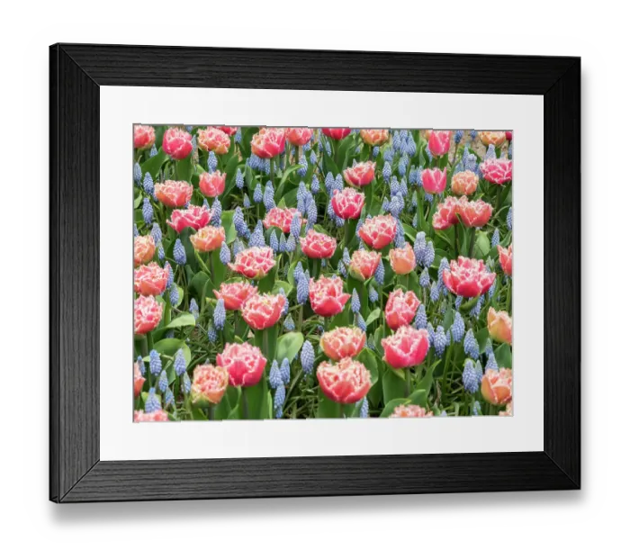 Framed Print : Netherlands, Lisse. Pink parrot tulip and grape hyacinths display in a garden Framed Print : Netherlands, Lisse. Pink parrot tulip and grape hyacinths display in a garden