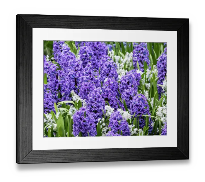 Framed Print : Netherlands, Lisse. Display of purple hyacinths in a garden Framed Print : Netherlands, Lisse. Display of purple hyacinths in a garden