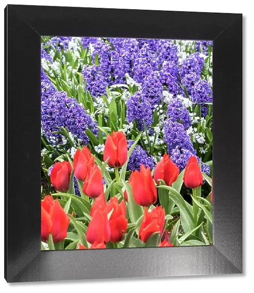 Netherlands, Lisse. Purple hyacinths and red tulips in a garden
