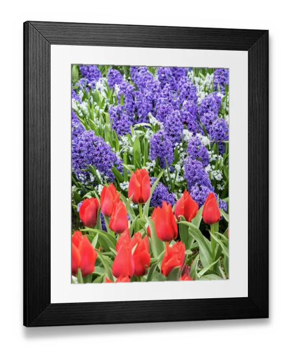 Framed Print : Netherlands, Lisse. Purple hyacinths and red tulips in a garden