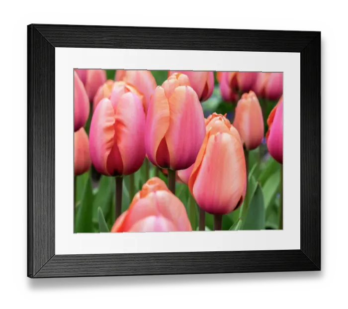 Framed Print : Netherlands, Lisse. Closeup of soft pink and peach colored tulips in a garden Framed Print : Netherlands, Lisse. Closeup of soft pink and peach colored tulips in a garden