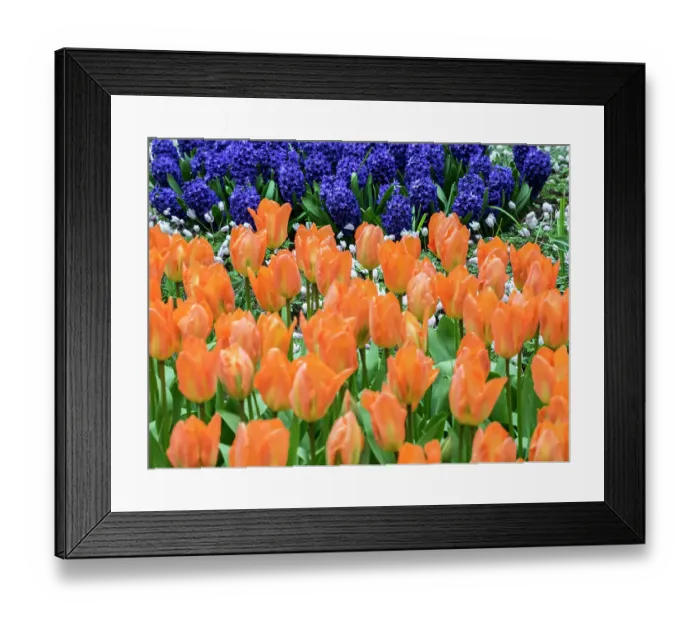 Framed Print : Netherlands, Lisse. Orange tulips and dark blue hyacinths in a garden Framed Print : Netherlands, Lisse. Orange tulips and dark blue hyacinths in a garden