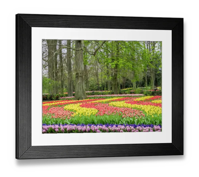 Framed Print : Netherlands, Lisse. Flower displays at Keukenhof Gardens