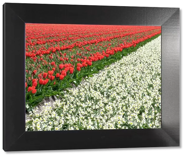 Netherlands, Lisse. Agricultural field of tulips and daffodils