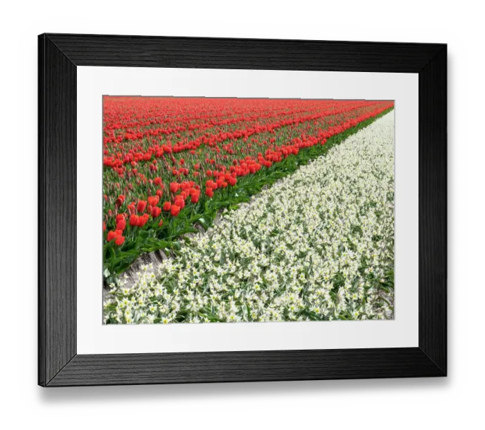 Framed Print : Netherlands, Lisse. Agricultural field of tulips and daffodils Framed Print : Netherlands, Lisse. Agricultural field of tulips and daffodils