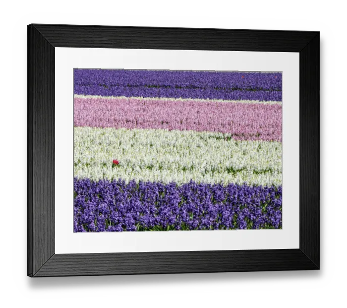 Framed Print : Netherlands, Lisse. Agricultural field of hyacinths