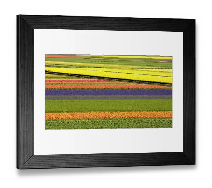Framed Print : Netherlands, Noord Holland. Agricultural field of tulips Framed Print : Netherlands, Noord Holland. Agricultural field of tulips