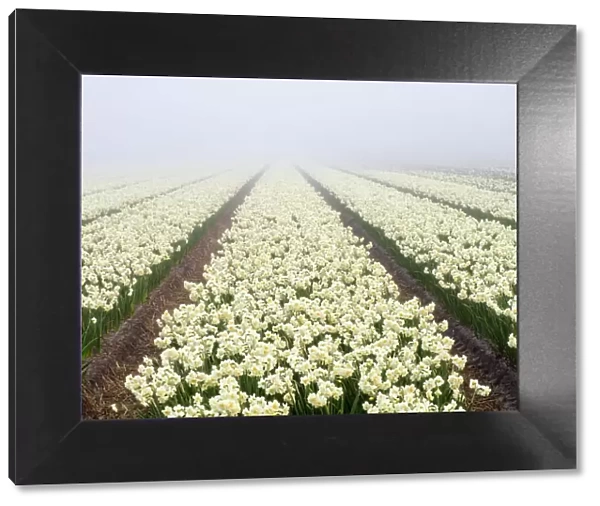 Netherlands, Lisse. Agricultural field of daffodils on a foggy morning