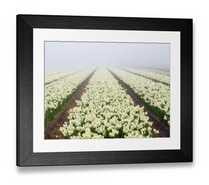 Framed Print : Netherlands, Lisse. Agricultural field of daffodils on a foggy morning