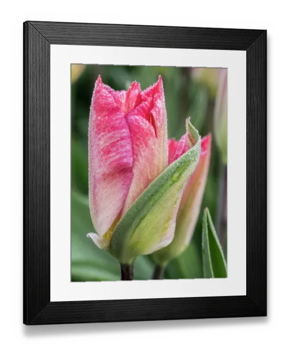 Framed Print : Netherlands, Noord Holland. Closeup of a pink variegated tulip Framed Print : Netherlands, Noord Holland. Closeup of a pink variegated tulip