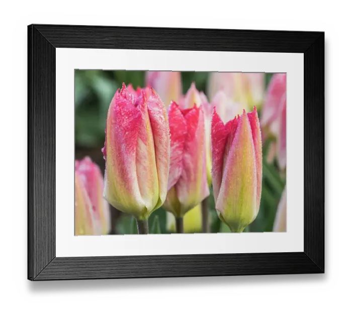 Framed Print : Netherlands, Noord Holland. Closeup of a pink variegated tulip Framed Print : Netherlands, Noord Holland. Closeup of a pink variegated tulip