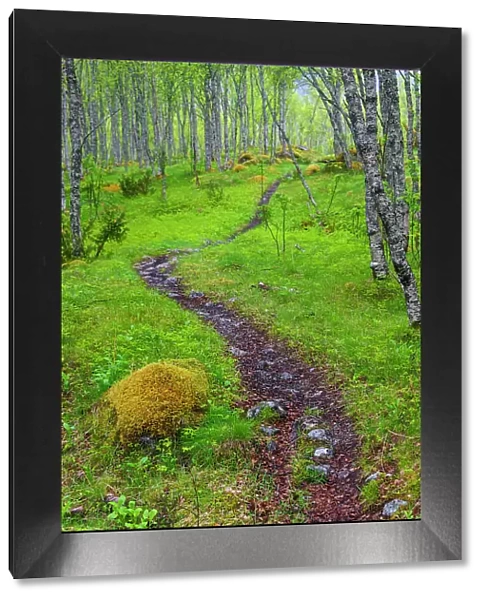 Norway, Nordland, Tysfjord. Trail through birch forest, that leads to Stetind (Norway's national mountain)