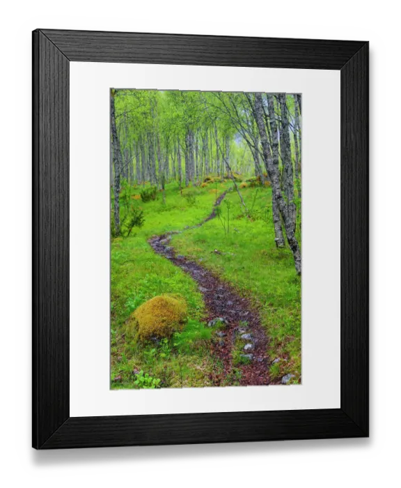 Framed Print : Norway, Nordland, Tysfjord. Trail through birch forest, that leads to Stetind (Norway's national mountain)