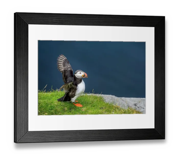 Framed Print : Norway, Finnmark, Loppa. Atlantic Puffin at their nesting cliffs