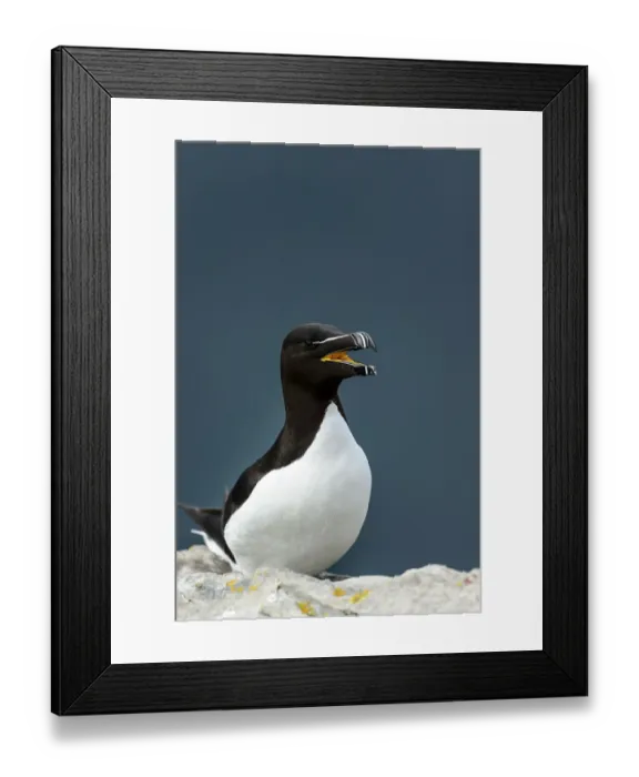 Framed Print : Norway, Finnmark, Loppa. Razorbill (Alca torda) gathered on a nesting cliff Framed Print : Norway, Finnmark, Loppa. Razorbill (Alca torda) gathered on a nesting cliff
