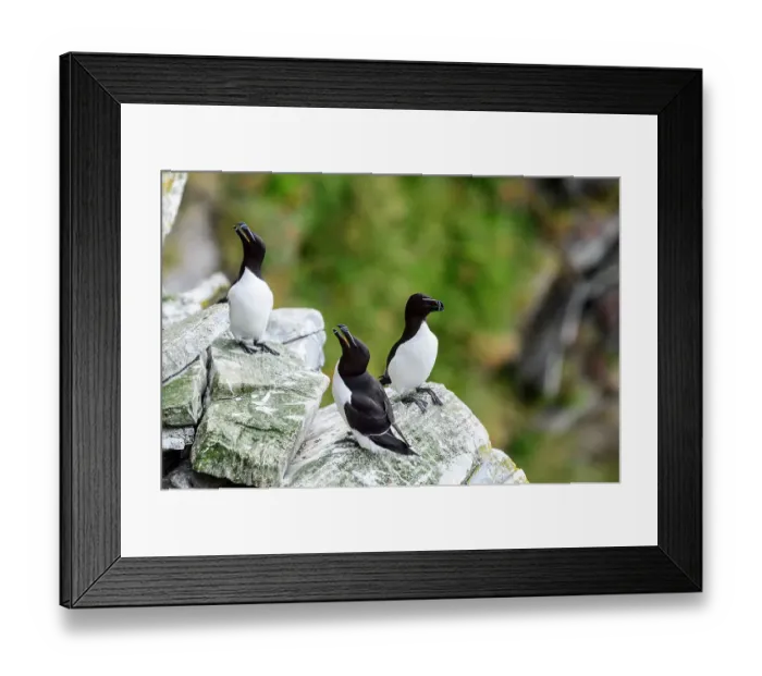 Framed Print : Norway, Finnmark, Loppa. Razorbill (Alca torda) gathered on a nesting cliff Framed Print : Norway, Finnmark, Loppa. Razorbill (Alca torda) gathered on a nesting cliff