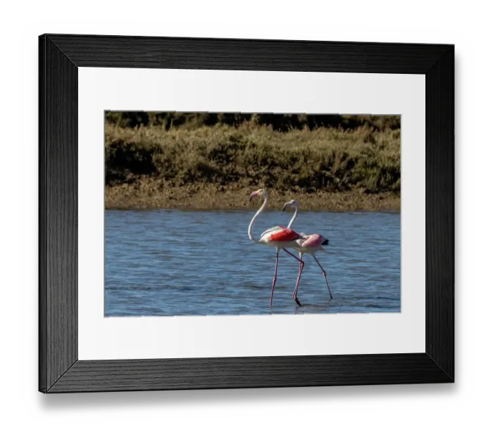 Framed Print : Greater flamingos feed in salt pans in Tavira, Portugal