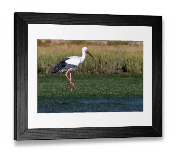 Framed Print : White stork in Faro, Portugal Framed Print : White stork in Faro, Portugal