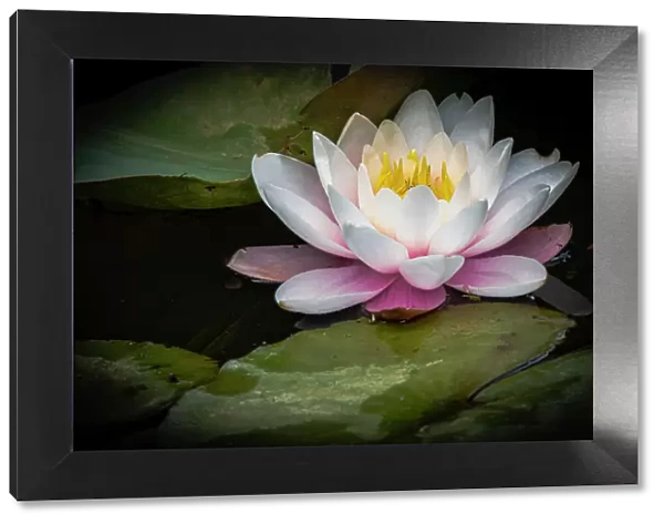 Flower, water lily