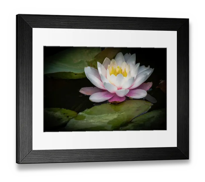 Framed Print : Flower, water lily Framed Print : Flower, water lily