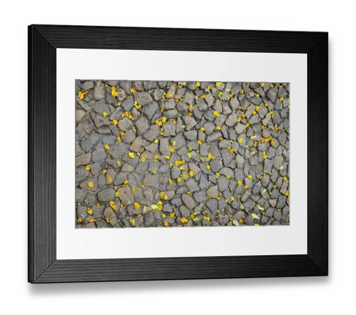 Framed Print : Lisbon, Portugal. Yellow flower petals on the ground