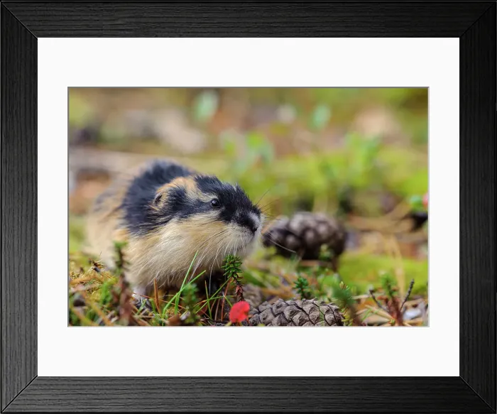 Framed Print : Sweden, Jamtland. Norway Lemming (Lemmus lemmus)