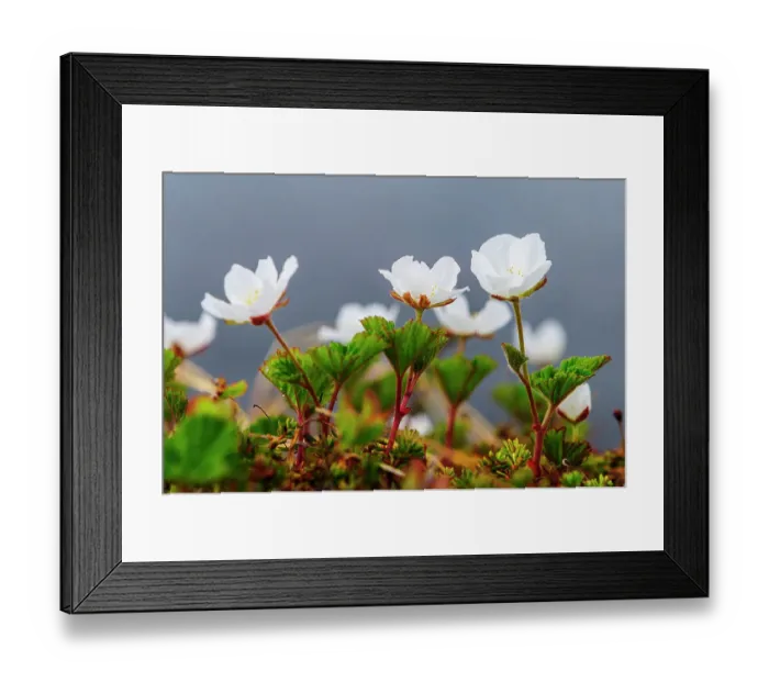 Framed Print : Sweden, Norrbotten, Abisko, Stordalen Nature Preserve. Flowering Cloudberry plants (Rubus chamaemorus) Framed Print : Sweden, Norrbotten, Abisko, Stordalen Nature Preserve. Flowering Cloudberry plants (Rubus chamaemorus)